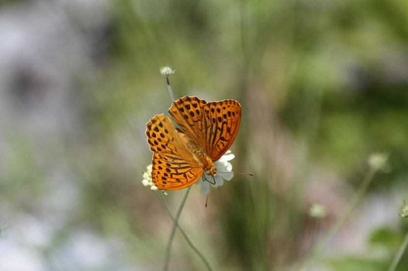 Argynnis paphia ?